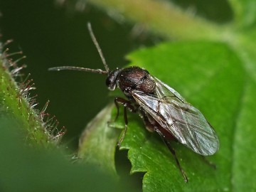 Letyniec szysznica (Andricus fecundatrix) to niewielki owad, który wytwarza galasy w kształcie małych szyszek na debachpodobnych do szyszek chmielu, <p>źródło: insectarium.net</p>